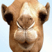 Camel face Mask from Passion for Ice