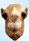 Camel Face Mask from Passion for Ice